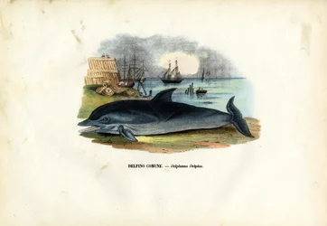 Gemeiner Delfin, 1863-79